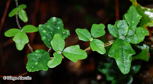 Detalle de las hojas del Pilpilvoqui (<i>Boquila trifoliotala</i>), creciendo en el Monumento Natural Contulmo, Regin de la Araucana.
