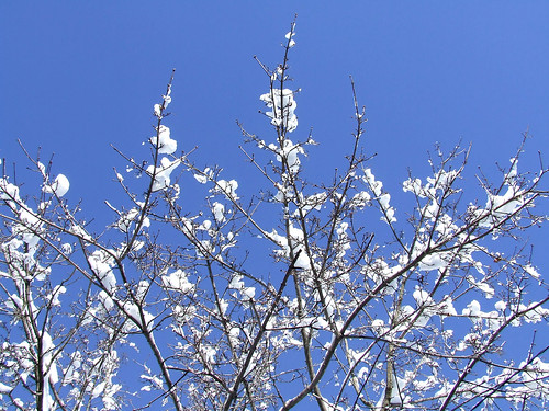 Cherry Blossom v Snow