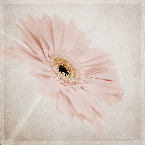 gerbera love and a new freebie at the Café