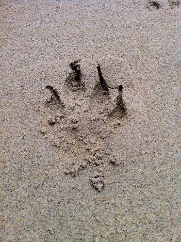 A dog's footprint