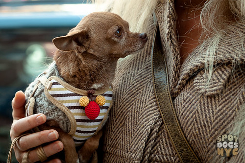 Snazzy Dresser on Manhattan by Spot Dogs NYC