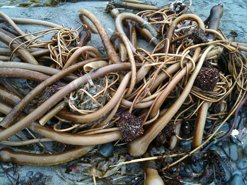 More kelp. It's like a  David Cronenberg movie crawled up on the beach and exploded.