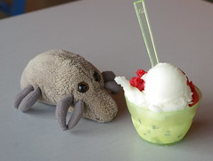 Dust Mite sneaks up on a bowl of gelato