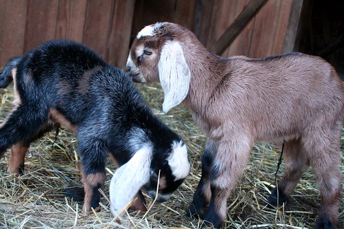 Goat Kids