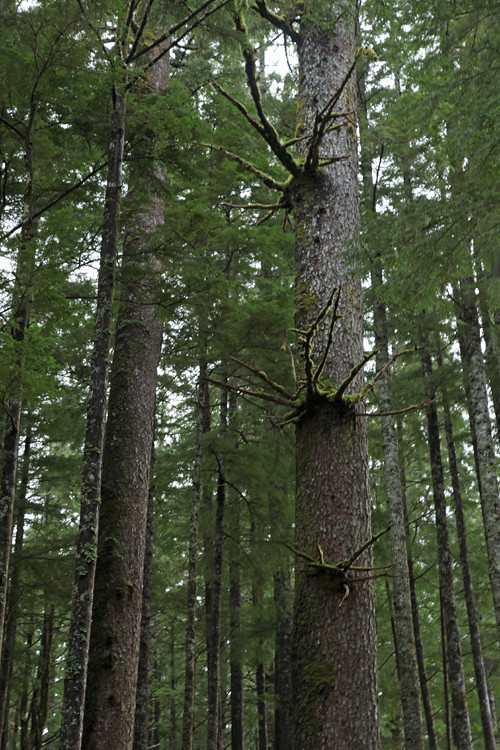 interesting tree growths, Kasaan, Alaska