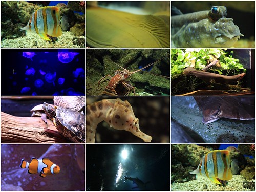 Aquarium collage 2