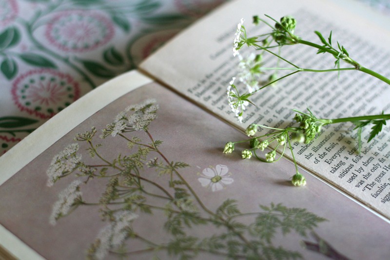 british flora illustrations