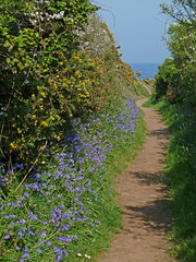 Bluebells by the coastal footpath, Rosemullion Head by Tim Green aka atoach