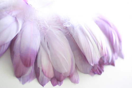 feathers1