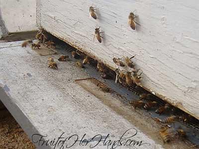 Bees orienting at main hive