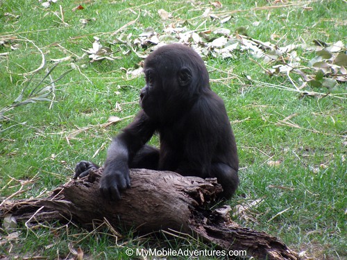 IMG_5315-WDW-DAK-baby-gorilla-log