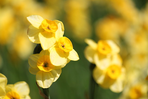 Daffodils (aka Narcissus)
