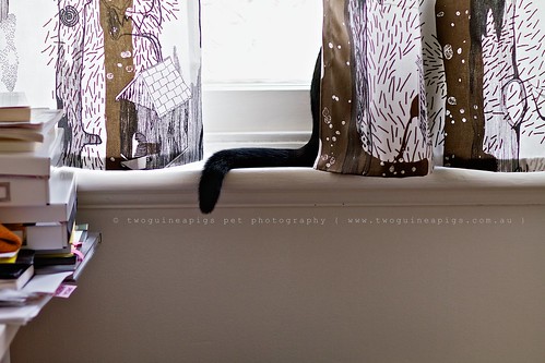 Snooping black cat by twoguineapigs pet photography