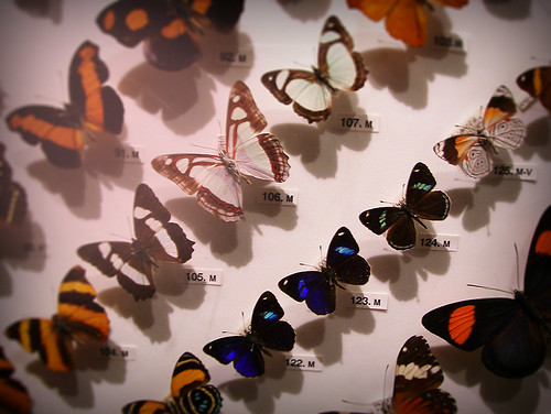 Day 340 - Butterfly Display