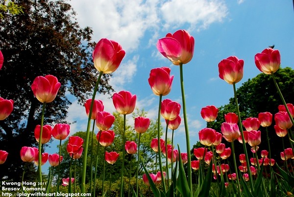 Brasov Tulips