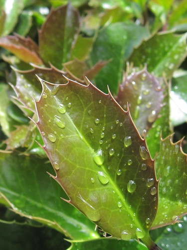 Raindrops on Green Leaf