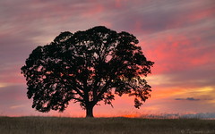Lone Oak - Sunset