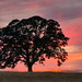 Lone Oak - Sunset
