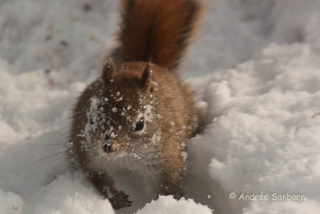 Red Squirrel at the Feeders (18 of 18).jpg
