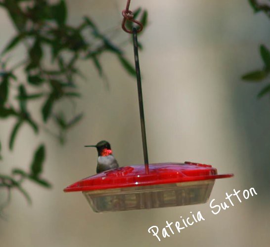 Ruby-thHumm(male)-4-18-09-on feeder