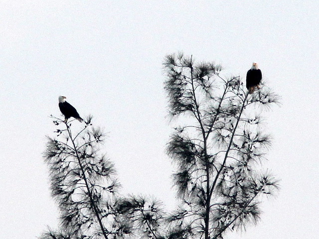 Distant Bald Eagles 20110412