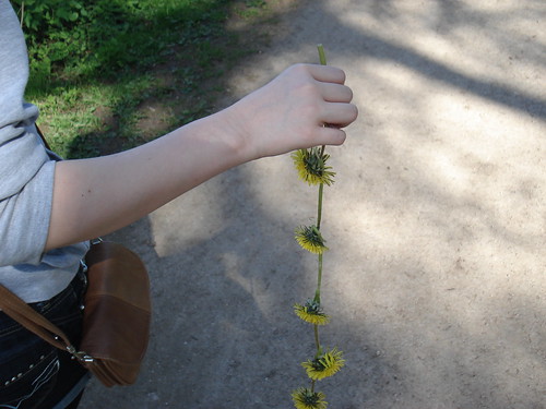 Dandelion chain