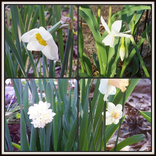 Daffodils