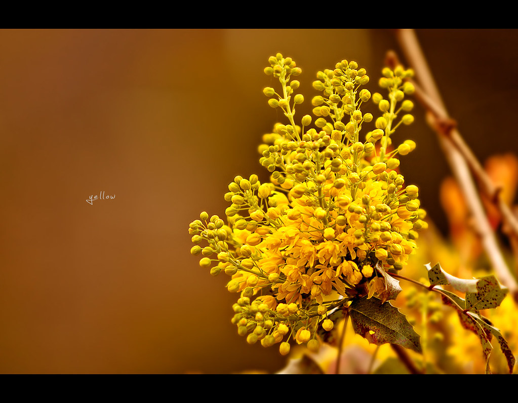 Project 365, Day 253, 253/365, bokeh, flower, yellow, close up, warm, canon ef 70-200 f2.8 is,  
