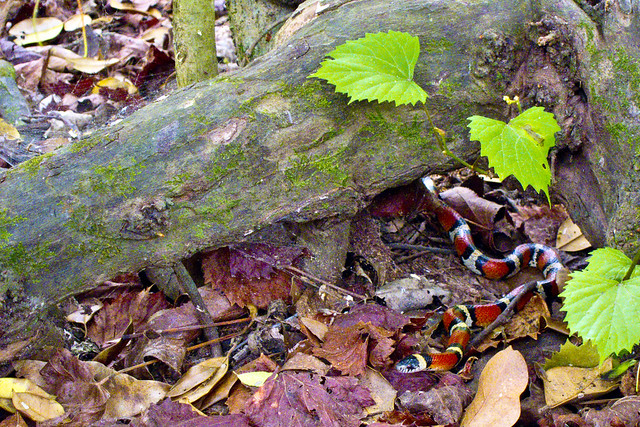 big thicket scarlet king snake