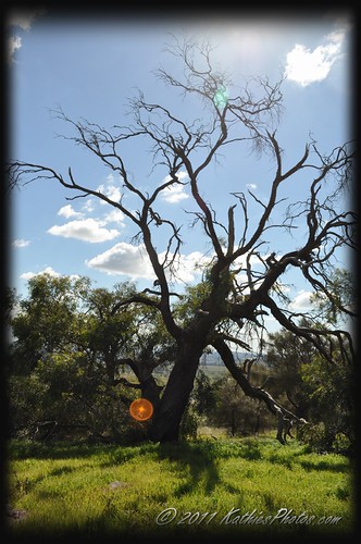 A tree at Mengler's Hill, South Australia