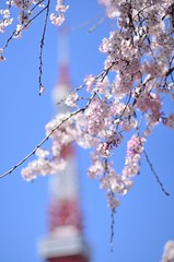 Tokyo Tower and cherry blossoms.