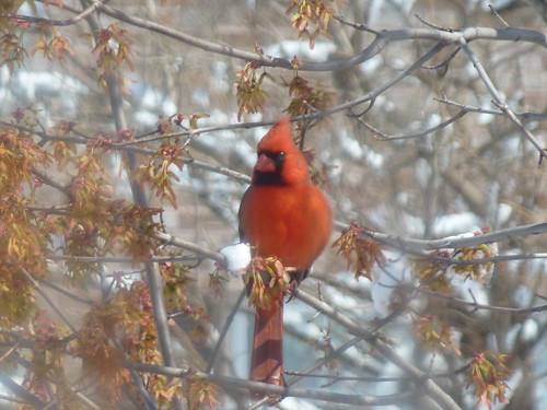 Cardinal - Project 365 Day 86 by Ladewig