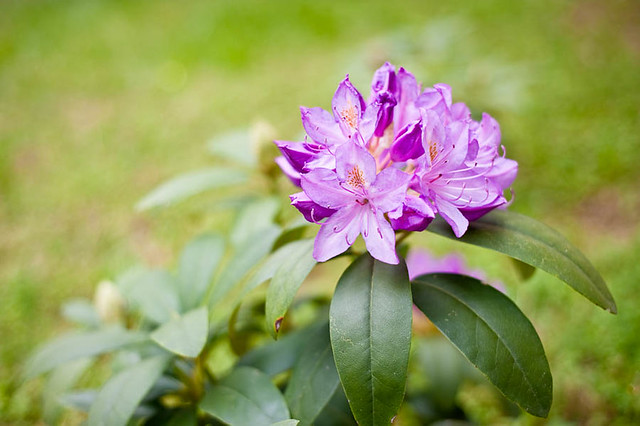 PurpleRhododendron