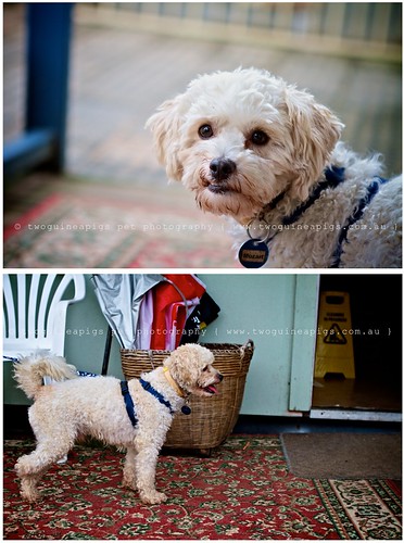 Hopeful Mozart poodle cross maltese dog photography by twoguineapigs Pet Photography