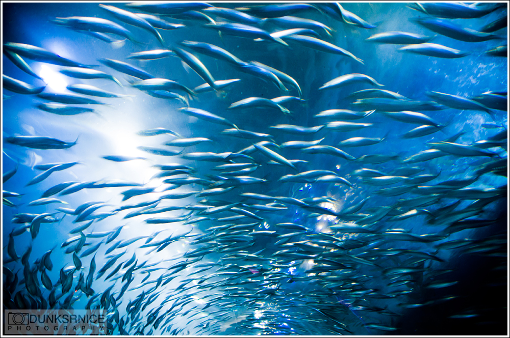 Aquarium of the Bay, San Francisco.
