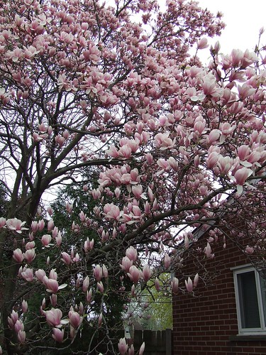 Japanese magnolia