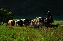 10-05-2011. Vereda de los toros desde la ganadería La Alpujarra, hasta el corral de La Jara