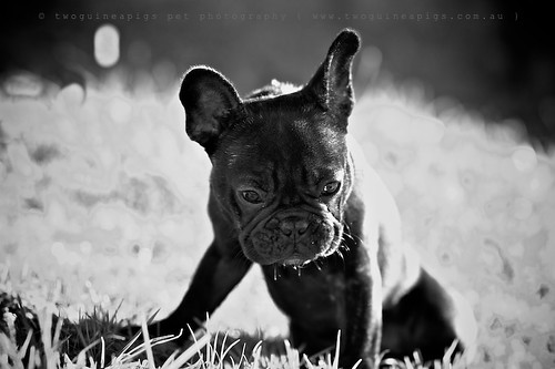 Tiny Rosie the French Bulldog, pet portraiture by twoguineapigs Pet Photography, sydney dog photographer