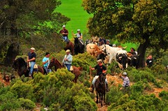 12-05-2011. Vereda de los toros desde La Jara hasta el corral de La Alpujarra