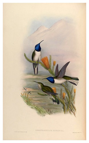 010-An introduction to the Trochilidae or family of humming-birds- Vol 2- 1861-John Gould