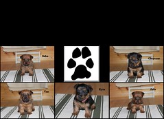 Dunham Lake Australian terrier puppies collage 4 weeks old 06-15-11