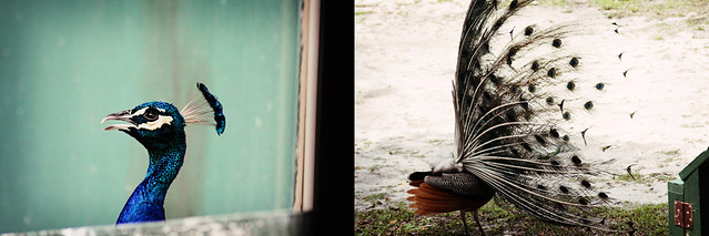 Everglades Holiday Park peacock detail diptych
