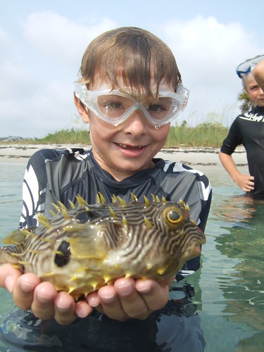 Jack with striped burrfish