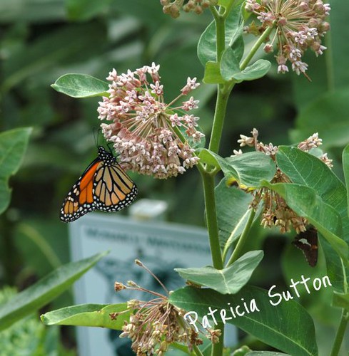 Monarch on Common Milkweed in Sutton's Monarch Waystation-byPatSutton