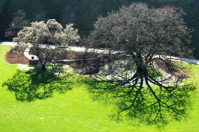 Extreme Tree Shadow on Green by Batikart