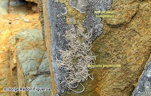 <i>Arthothelium halophilum</i> creciendo en una superficie rocosa junto a <i>Roccella portentosa</i> (Mont.) Darb.