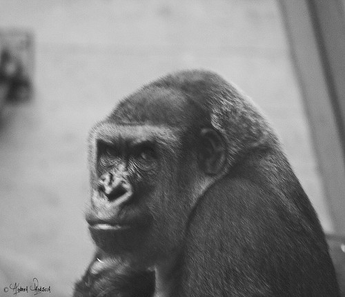gorilla bn by crom84