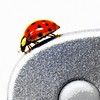 roswellsgirl's ladybug