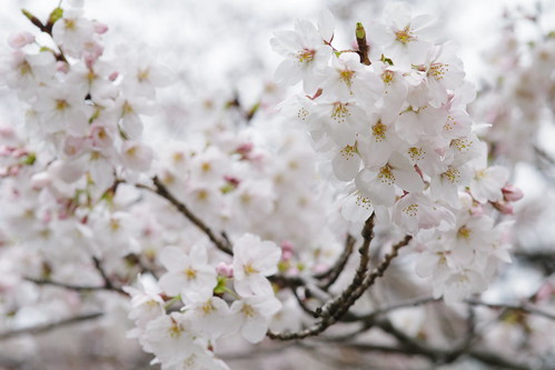 sakura full bloom