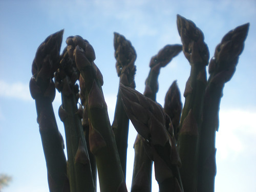 Sunday 10 April: Asparagus against sky